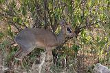 TANZANIA - Lake Manyara National Park - 47 Dik Dik